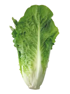 LECHUGA ROMANA KG