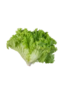LECHUGA CRIOLLA KG