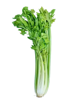 CELERY / APIO ESPAÑA KG