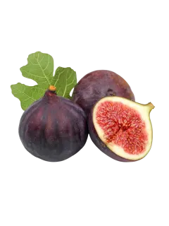 HIGOS KG
