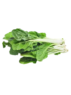 ACELGA KG