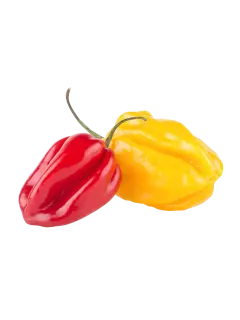 AJI DULCE KG